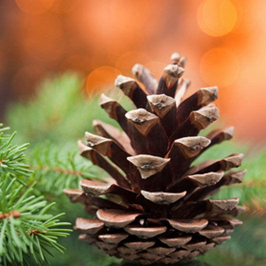 Roasted Pine Cone Candle